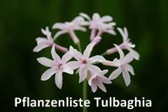 Pflanzenliste Tulbaghia