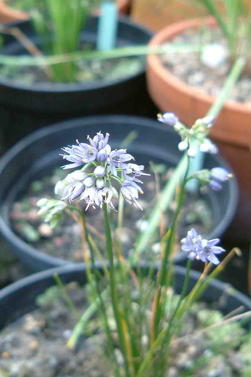 Allium beesianum