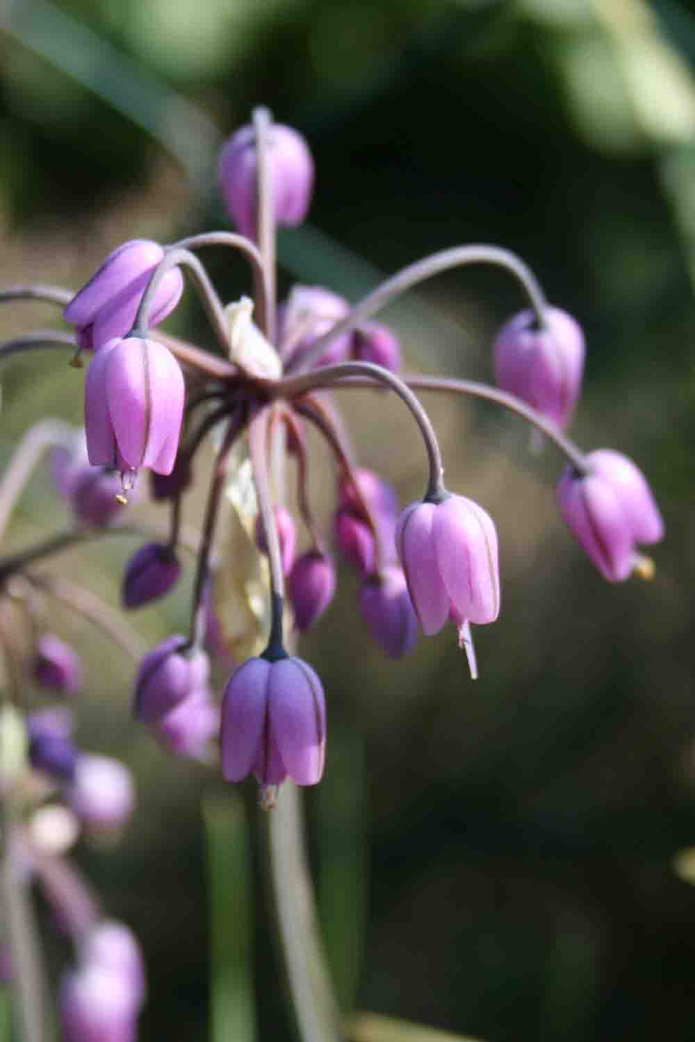 Allium macranthum