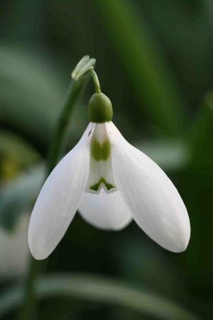 Galanthus plicatus ‘ Patricia Ann ‘