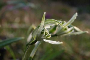 Galanthus nivalis 'Narwhal'