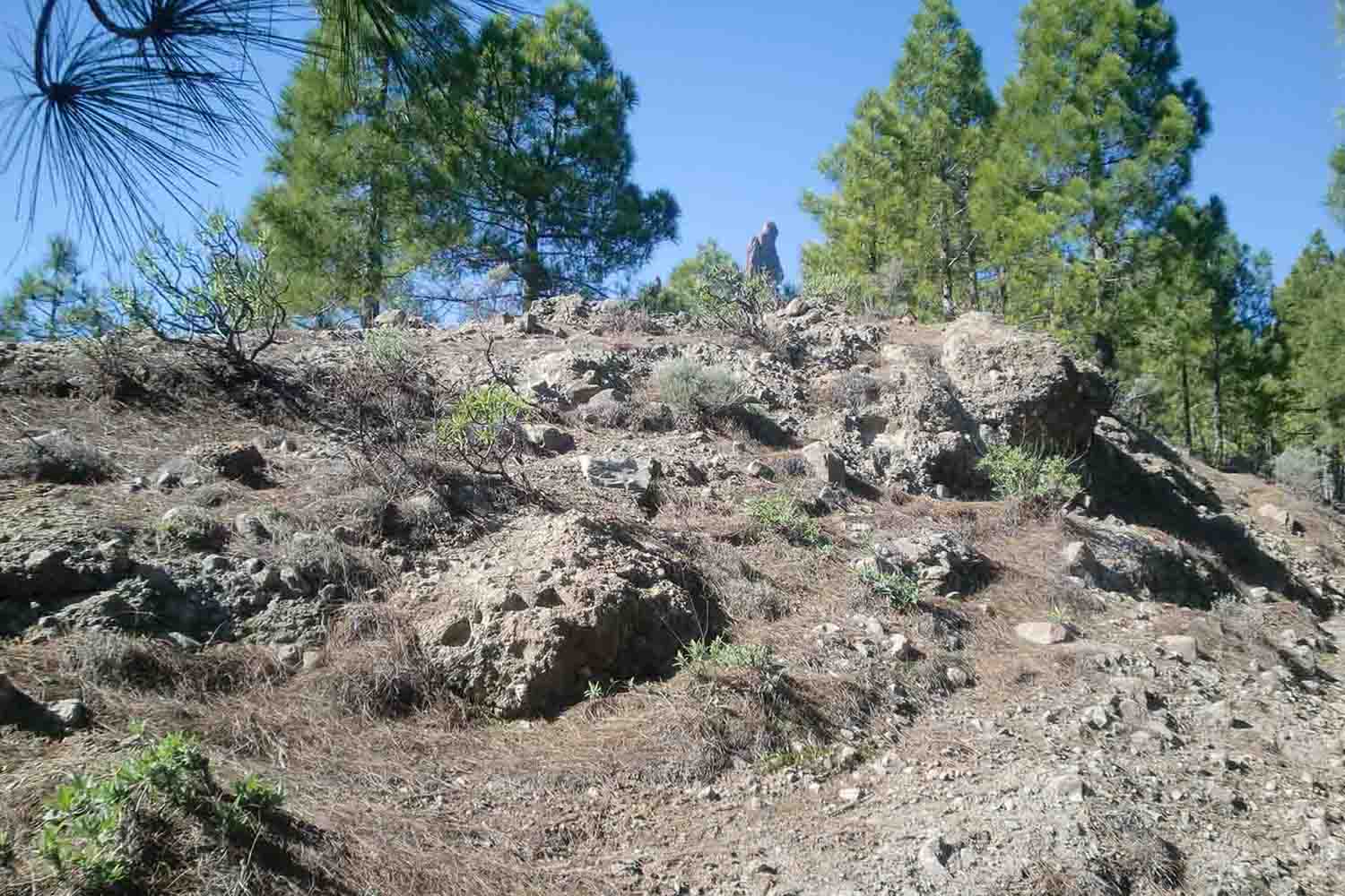 Steiniger Felshang im offenen Pinienwald mit Thymian, Salbei, Micromeria und Erysimum als Nachbarn