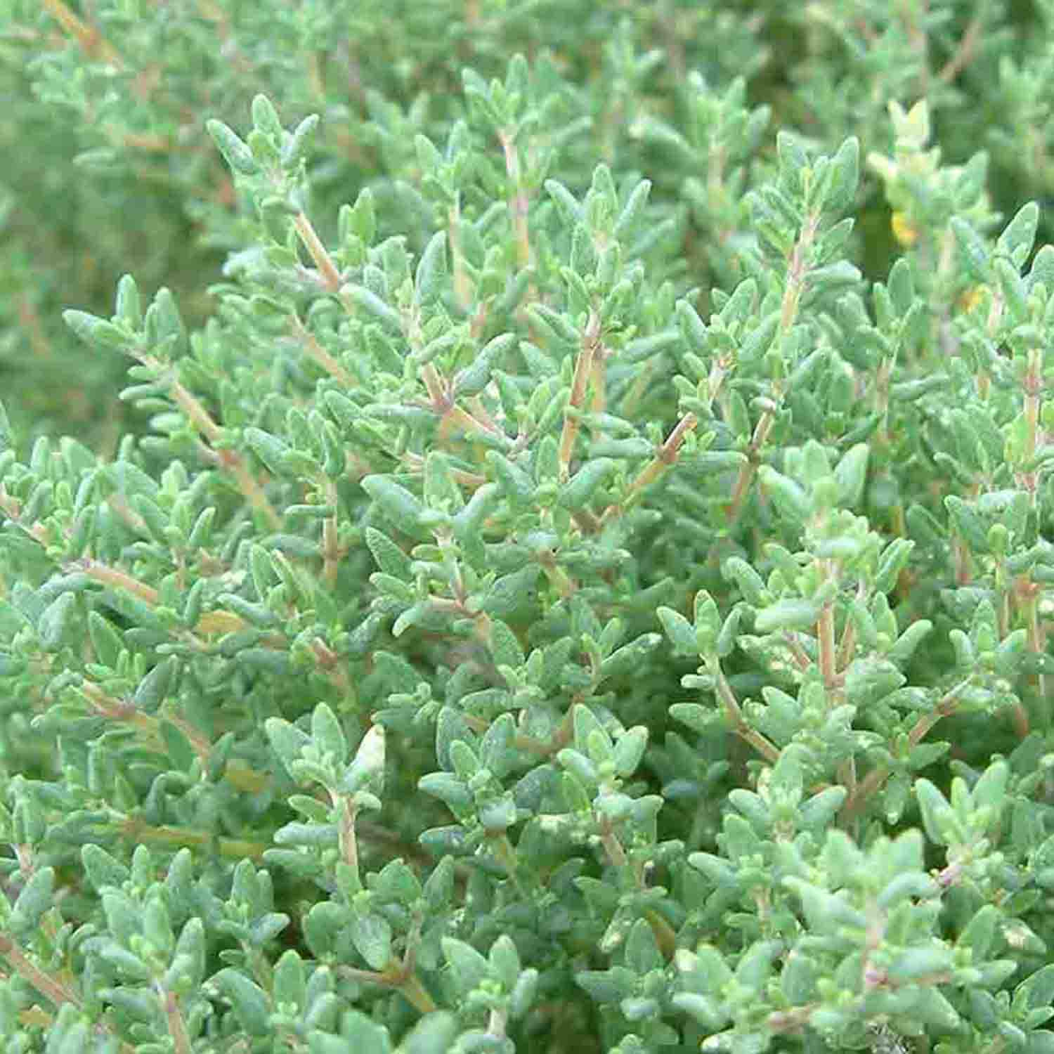 Eingerollte graugrüne Nadeln bei Thymus vulgaris
