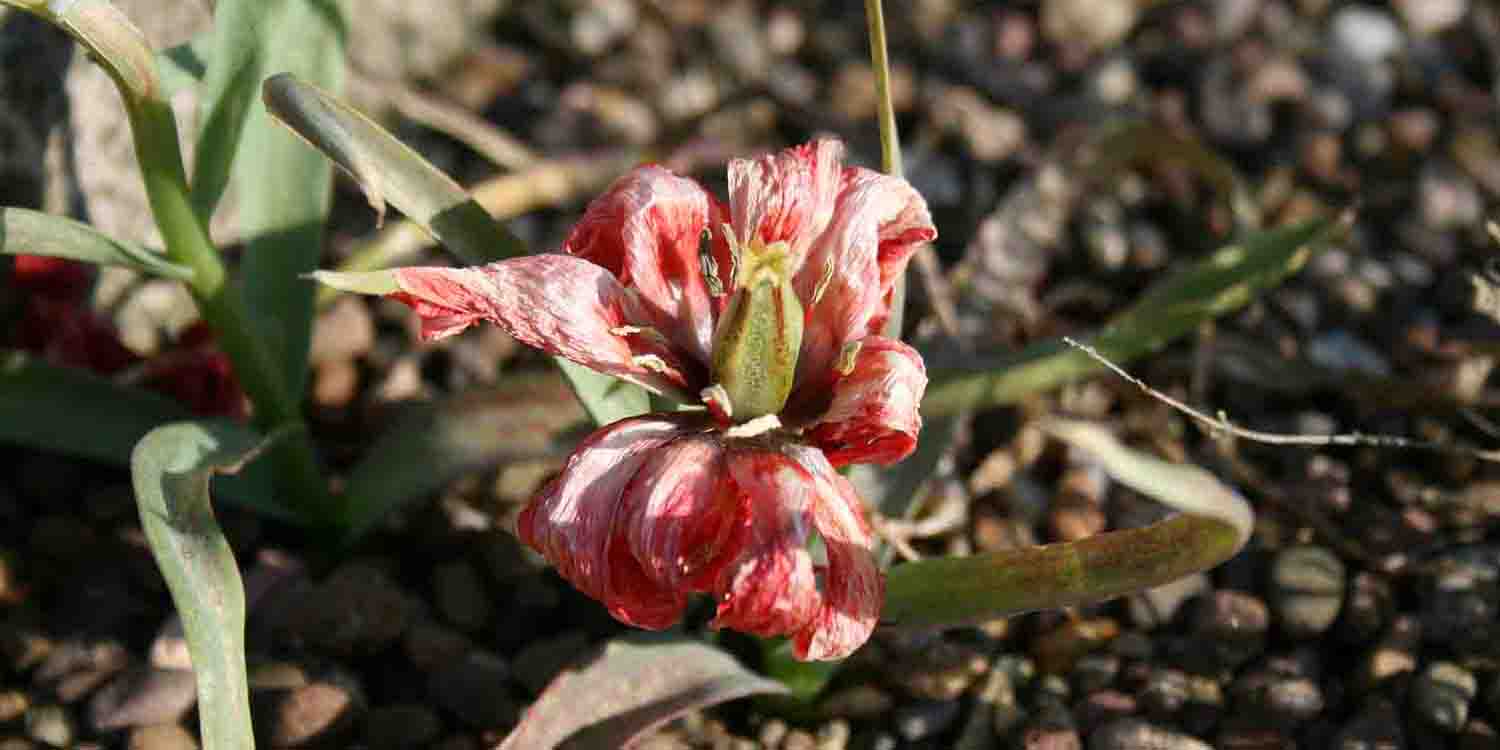  Die langsam verblassenden Farben auf den Blütenblättern und die sich entwickelnde Samenkapsel bei Tulipa linifolia sind ein wirklich zauberhaftes Schauspiel.
