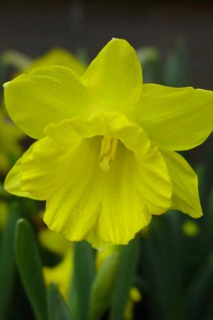 Narcissus pseudonarcissus ssp. obvallaris