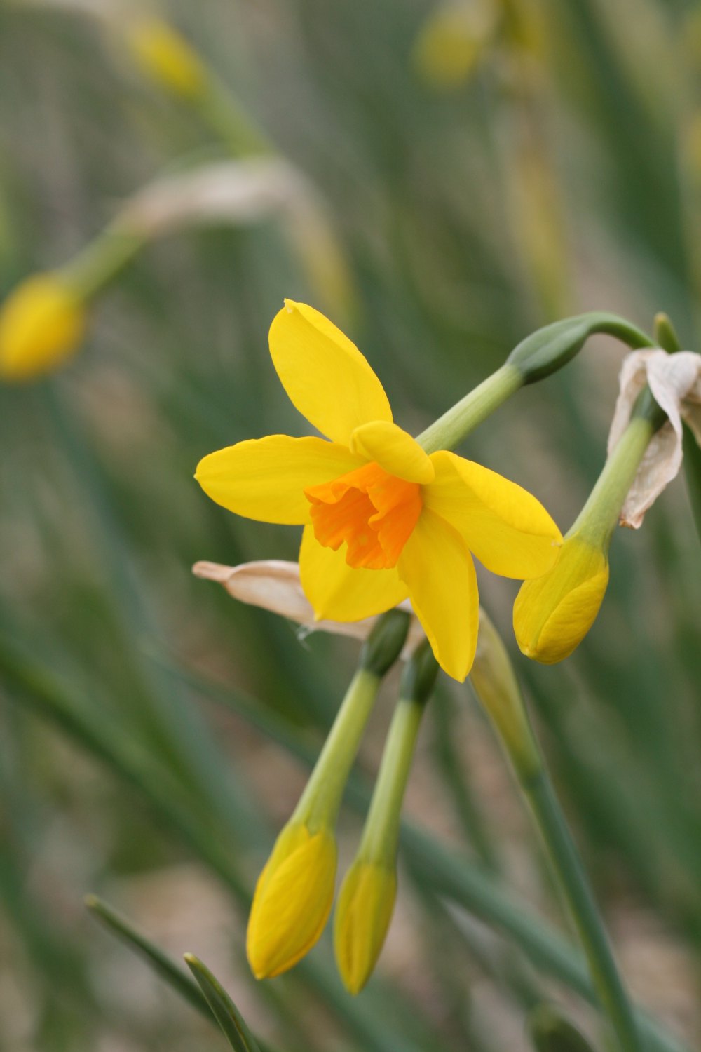 Narcissus 'Bunting'