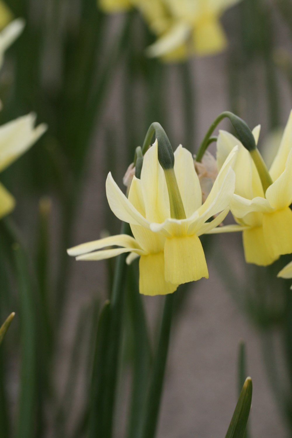 Narcissus Chippea
