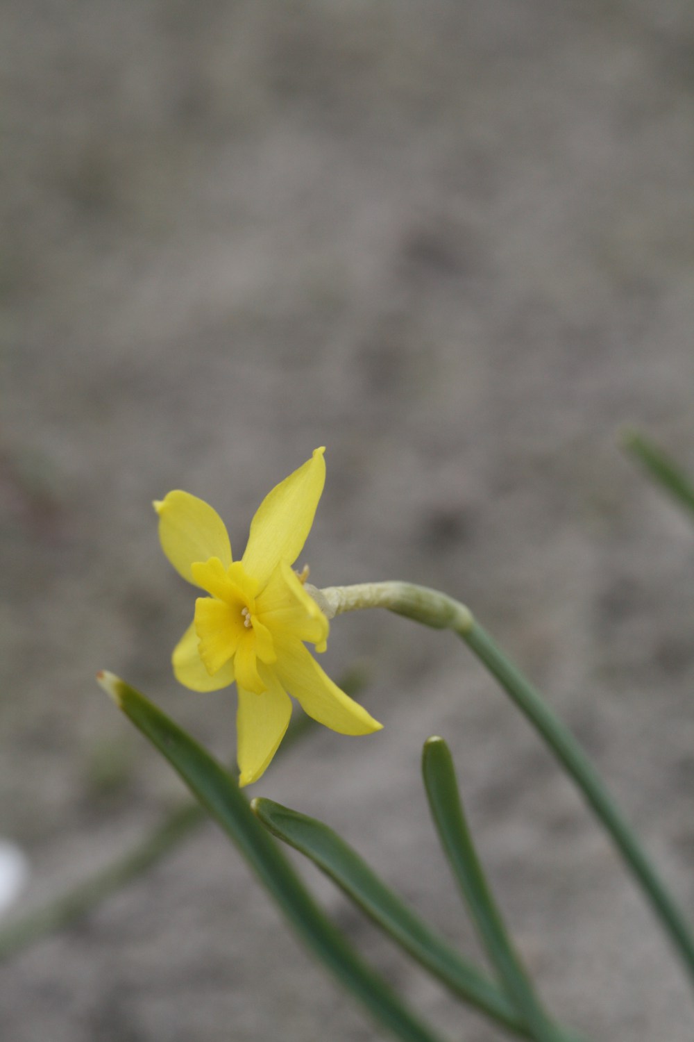 Narcissus rupicola ssp. rupicola