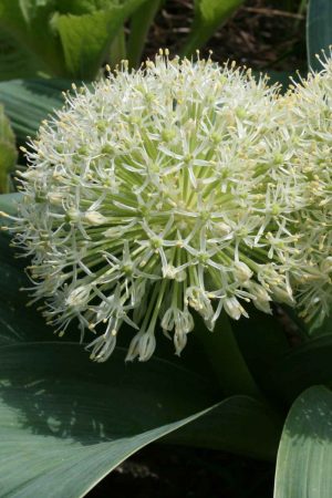Allium karataviense ' Ivory Queen '