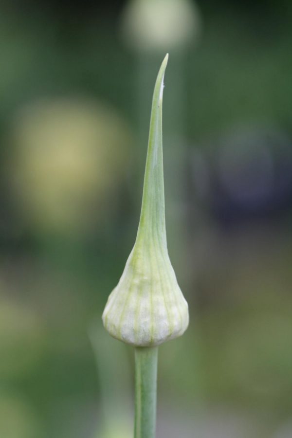 Allium tuncelianum