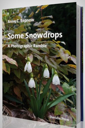 Some Snowdrops A Photographic Ramble