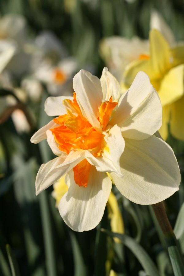 Narcissus 'Insulinde'