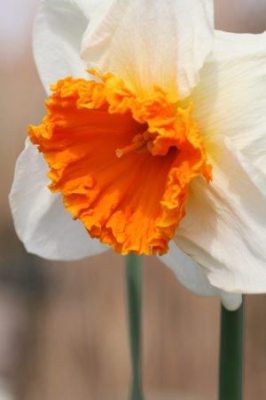 Narcissus 'Royal Orange'
