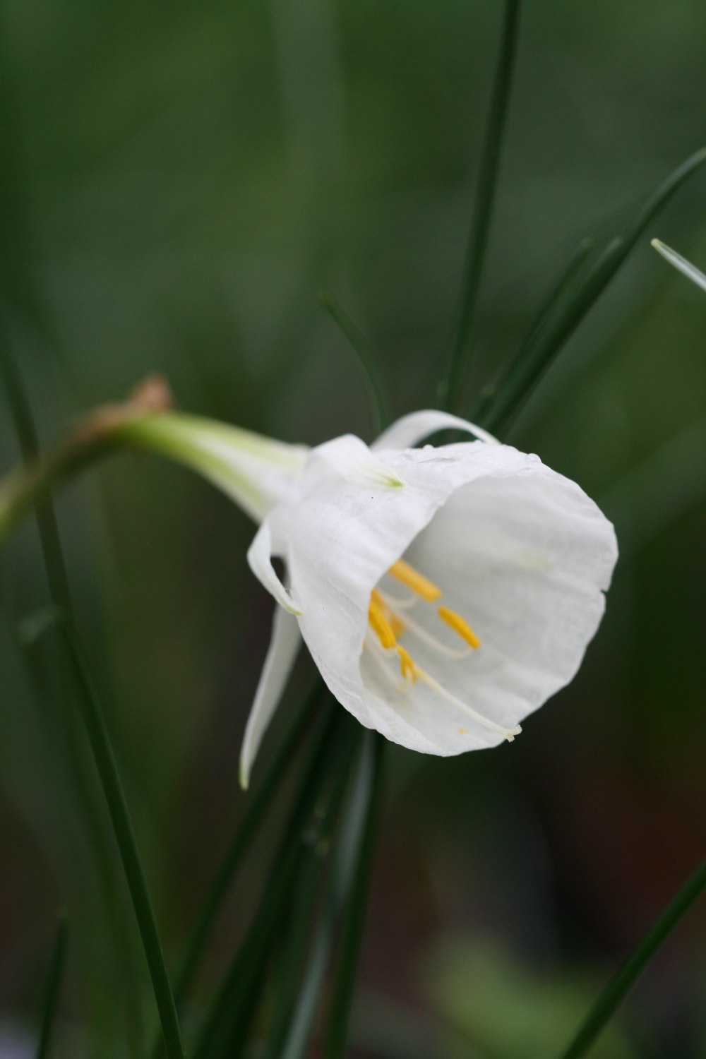 Narcissus cantabricus var. foliosus