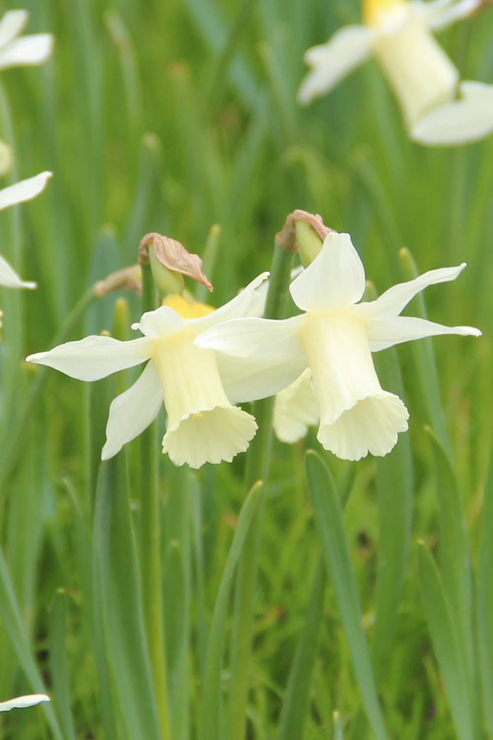 Narcissus 'Elka' - Michael Camphausen