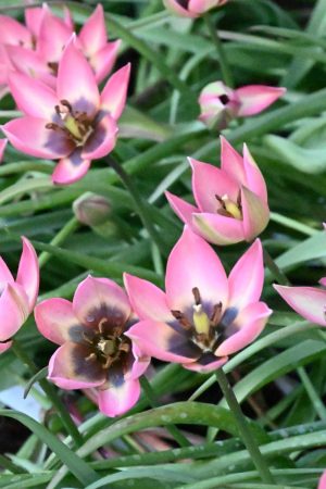 Tulipa 'Danique'