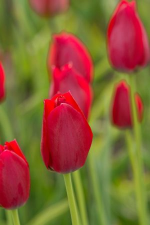 Tulipa aximensis