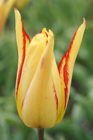 Tulipa mauritiana 'Cindy'