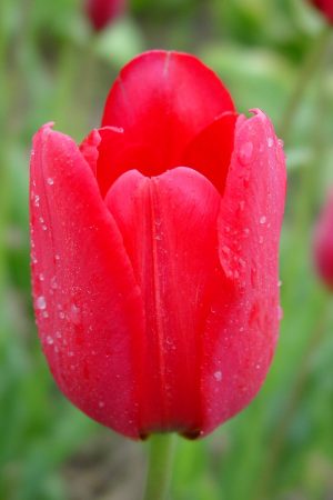 Tulpia saracenica