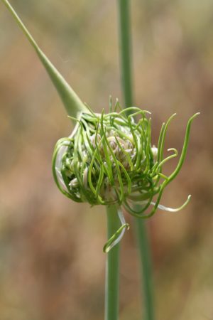 Allium ampeloprasum 'Catweezle'