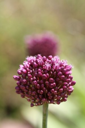 Allium ampeloprasum 'Purple Mystery'