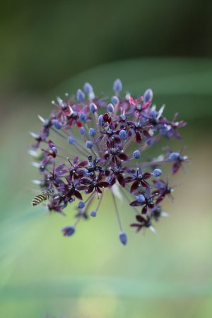 Allium wallichii 'Black'