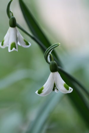 Galanthus 'Hilary's Coquette'