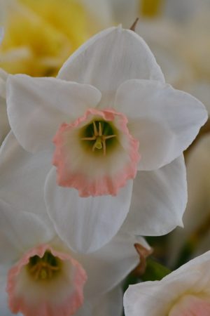 Narcissus 'Rimskie'