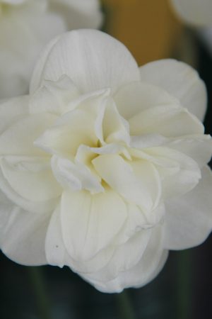 Narcissus 'Rose of May'