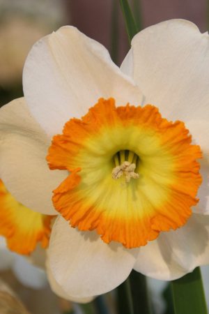 Narcissus 'Roulette'