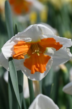 Narcissus 'Tricollet'