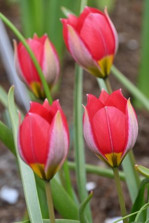 Tulipa humilis 'Red Beauty'